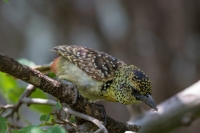 thumb_Barbet_Darnauds