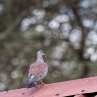 thumb_Pigeon_Speckled