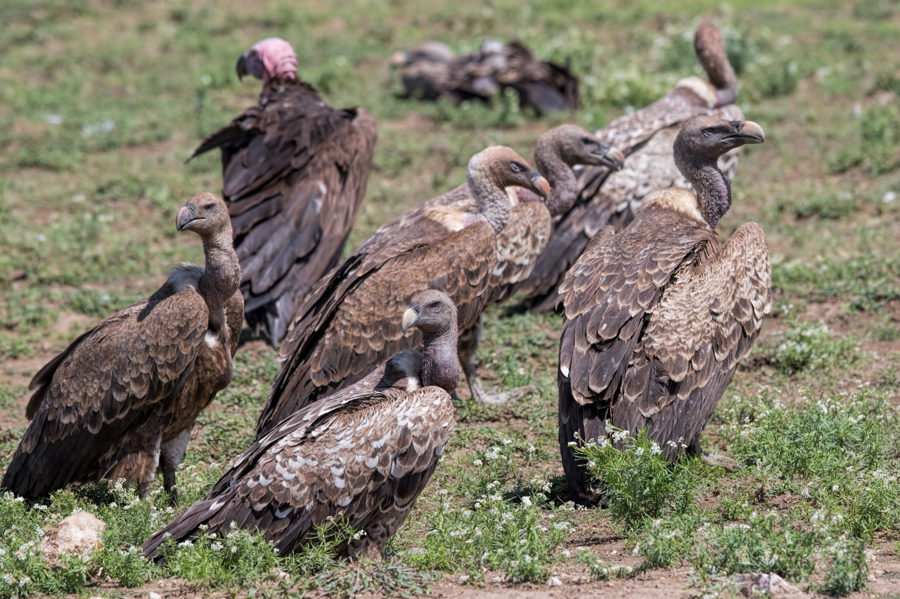 Vulture_Rüppell's