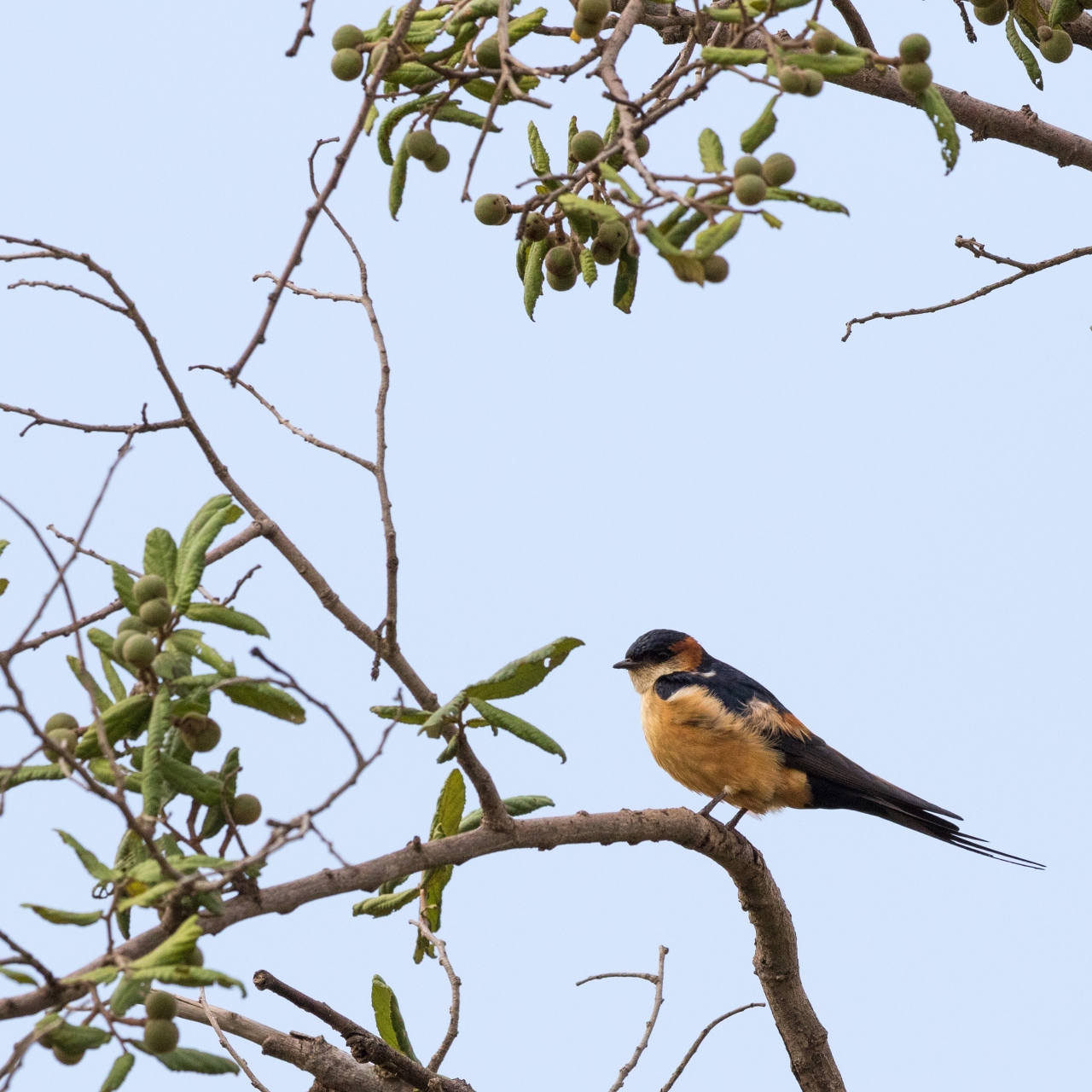 Swallow_Red-Rumped