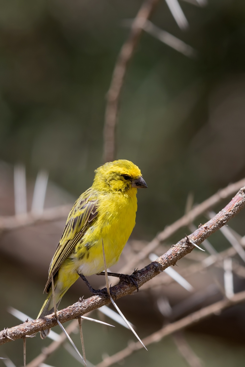 Canary_White-Bellied