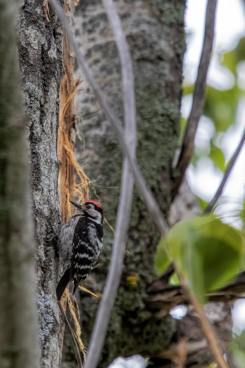 Woodpecker_Lesser-spotted