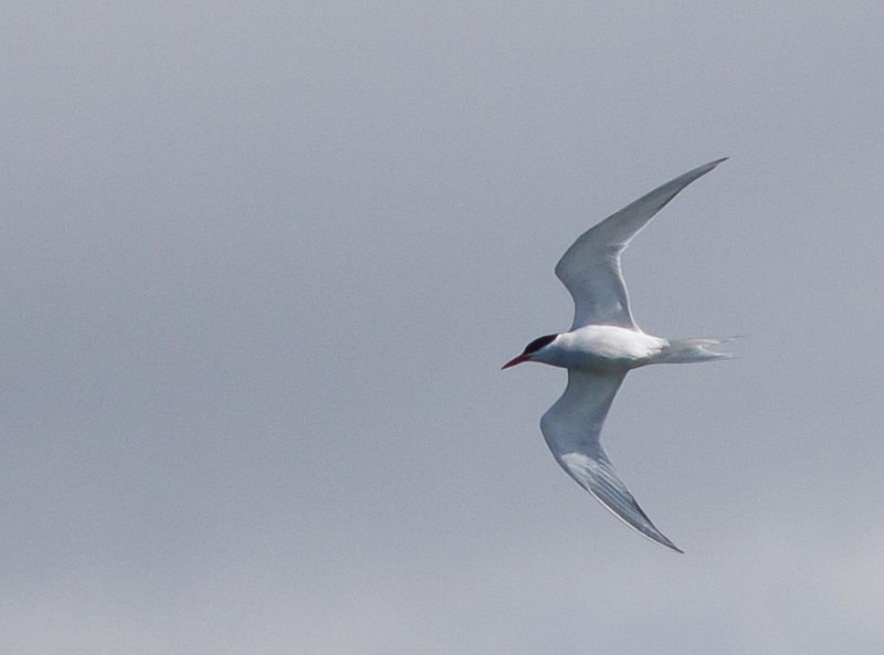 Bird Gallery - Charadriiformes (shorebirds) - Sternidae (terns) - Tern ...