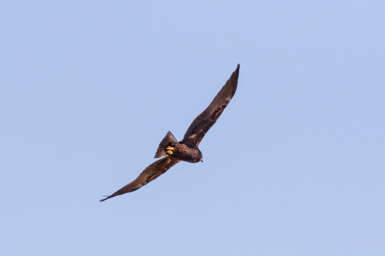 Marsh-Harrier