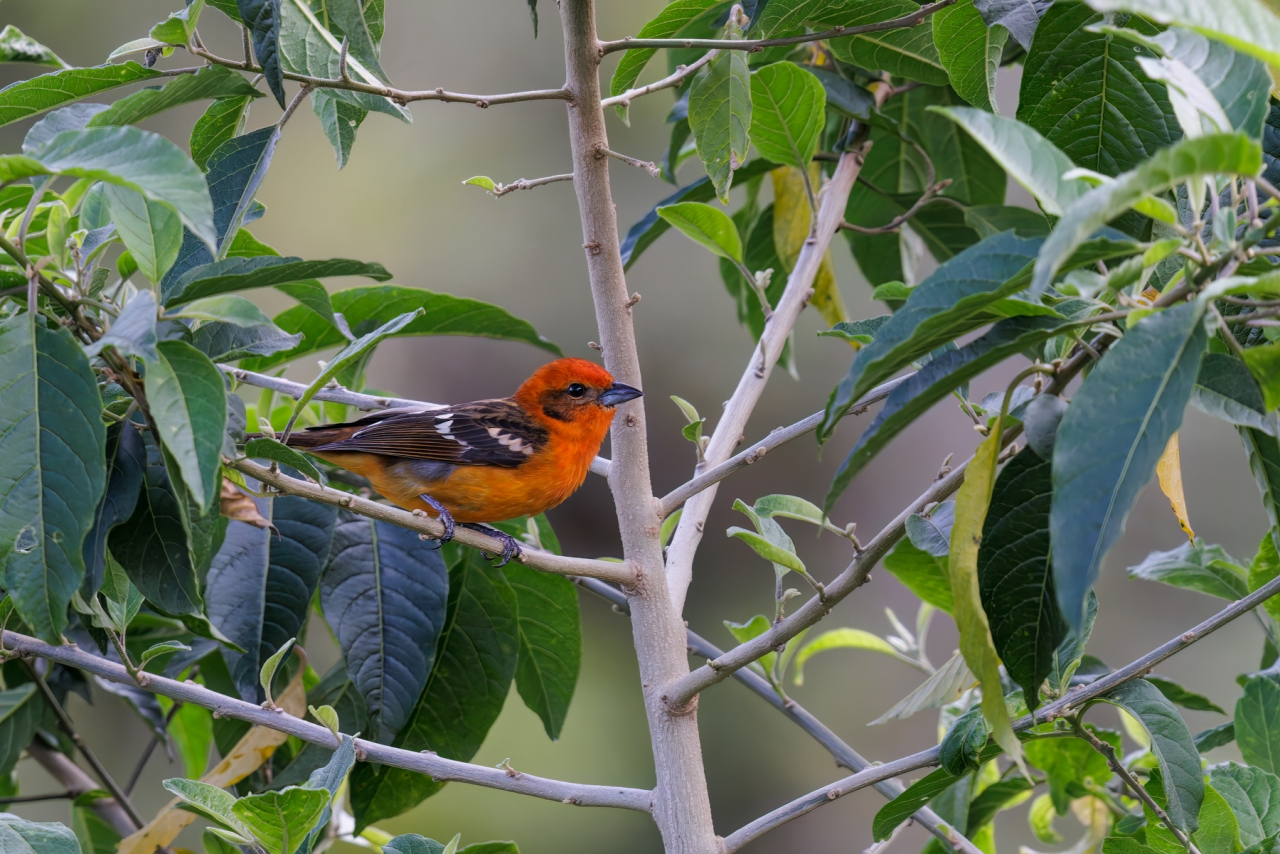 Flame-colored-Tanager_003-CR3_DxO_DP