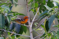 thumb_Flame-colored-Tanager_003-CR3_DxO_DP