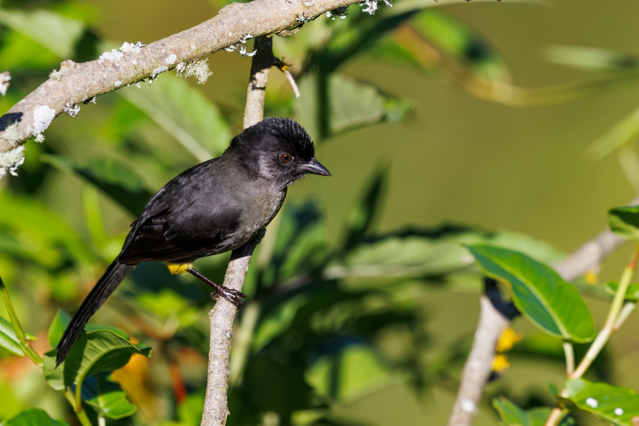 Yellow-thighed-Brush-finch_001-CR3_DxO_DP