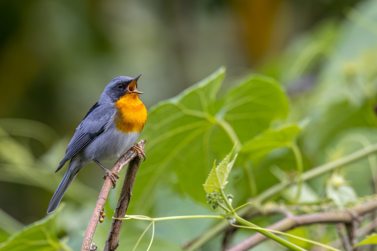 Flame-Throated-Warbler
