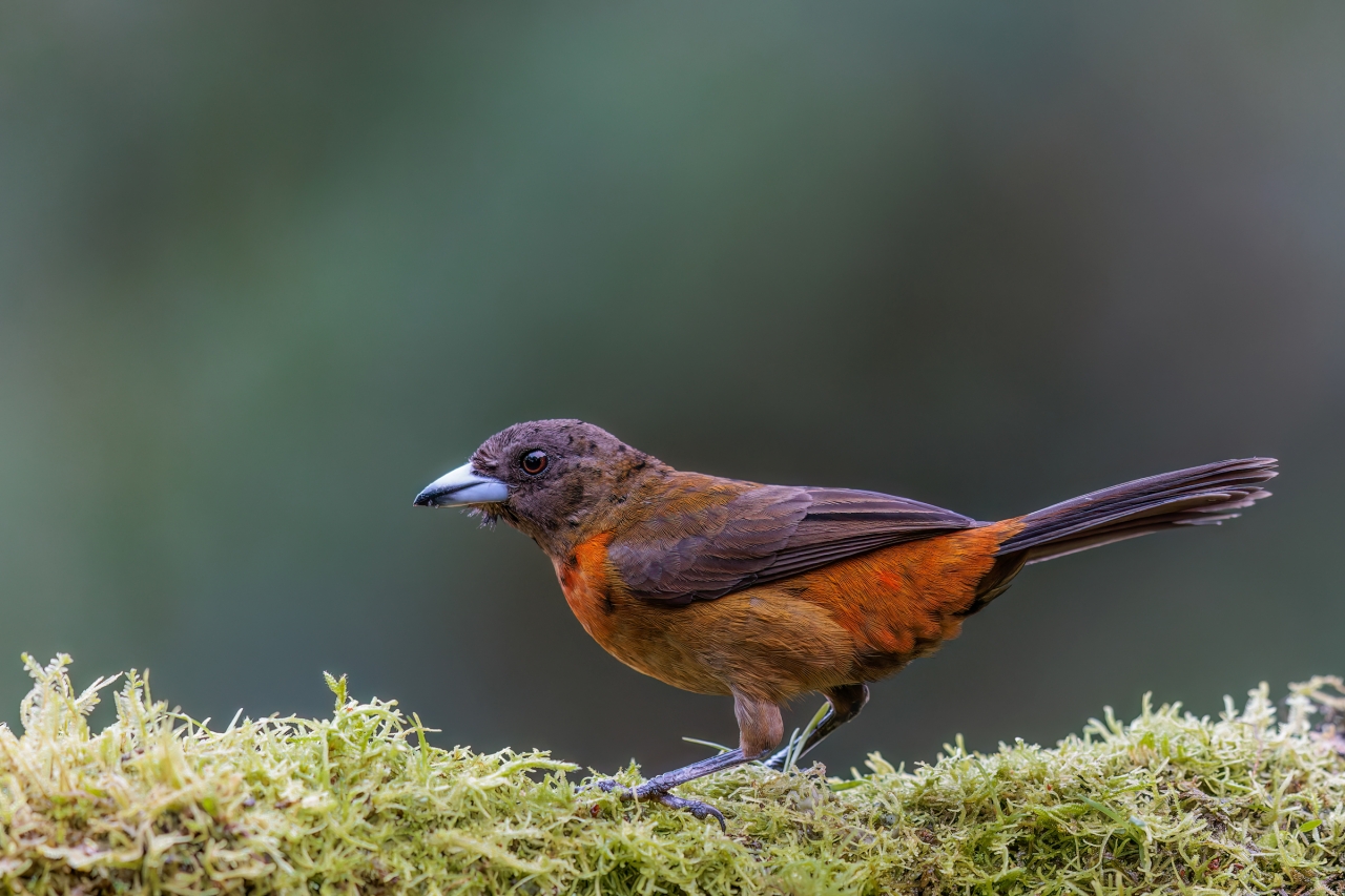 Scarlet-Rumped-Tanager_female