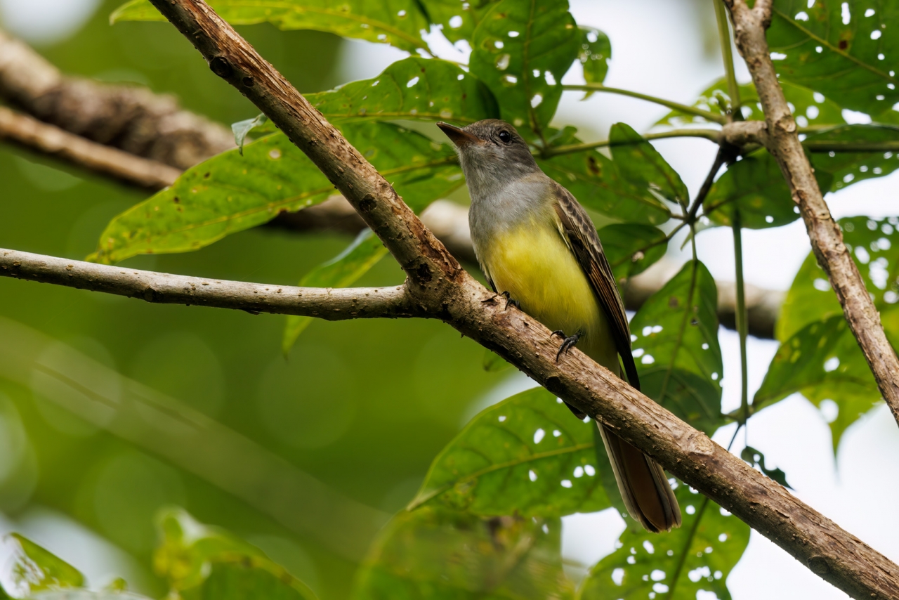 Great-crested-Flycatcher_001
