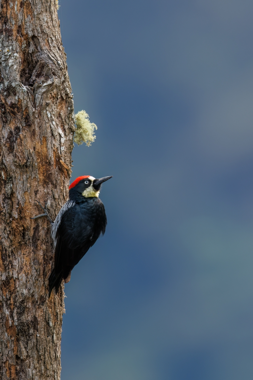 Acorn-Woodpecker_006-CR3_DxO_DP