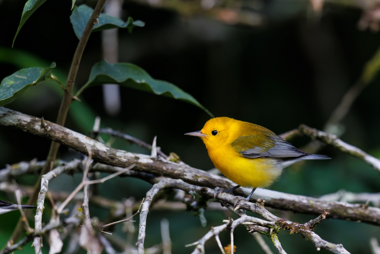 Prothonotary-Warbler_004-CR3_DxO_DP