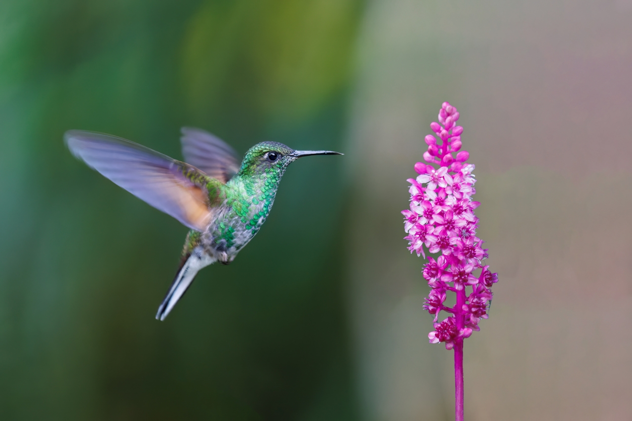 Stripe-tailed-Hummingbird_011-CR3_DxO_DP