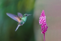 thumb_Stripe-tailed-Hummingbird_011-CR3_DxO_DP