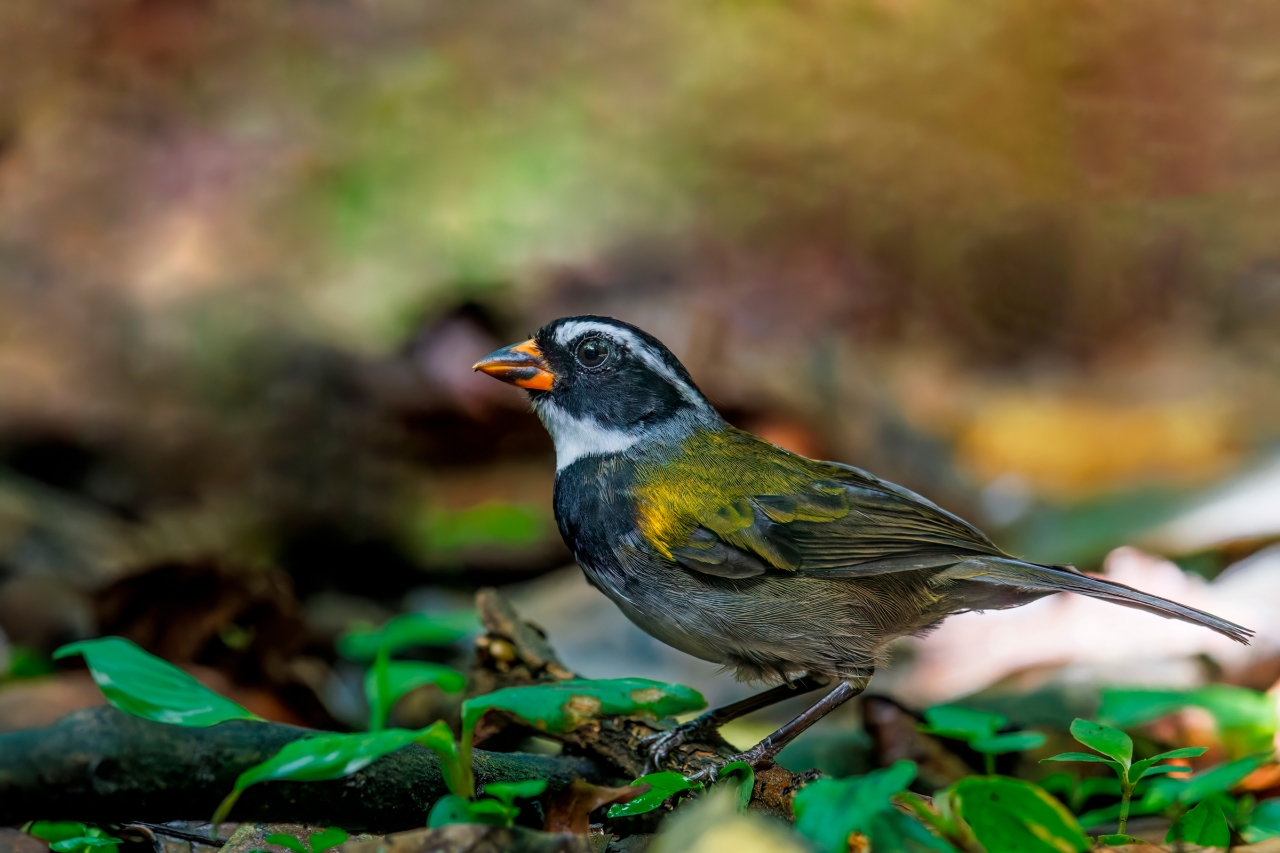 Orange-billed-Sparrow__MG_1908-CR3
