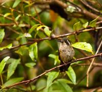 thumb_Speckled-Hummingbird