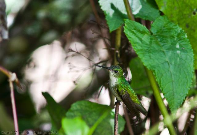 White-Bellied-Hummingbird