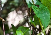 thumb_White-Bellied-Hummingbird