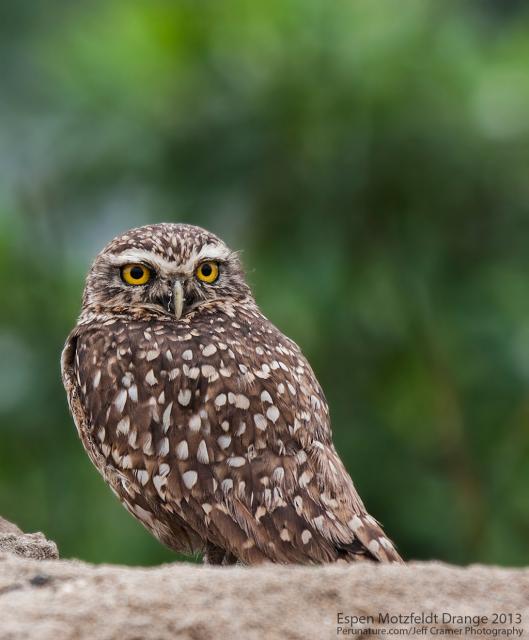 Burrowing-Owl