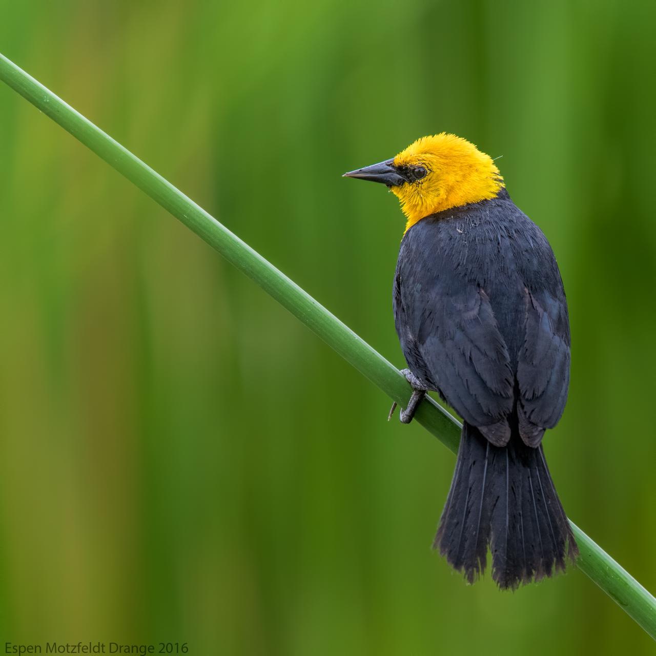 Yellow-Hodded-Blackbird