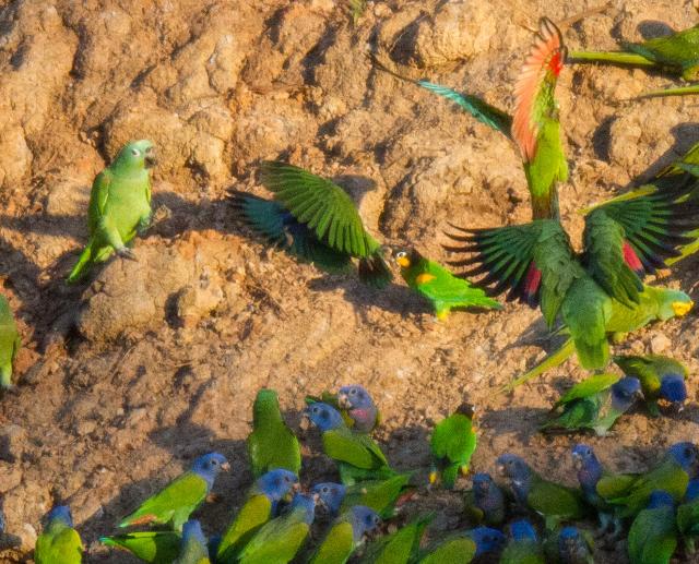 Orange-Cheeked-Parrot