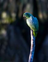 thumb_Mealy-Parrot