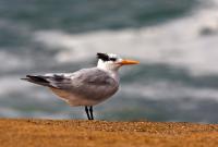 thumb_Royal-Tern