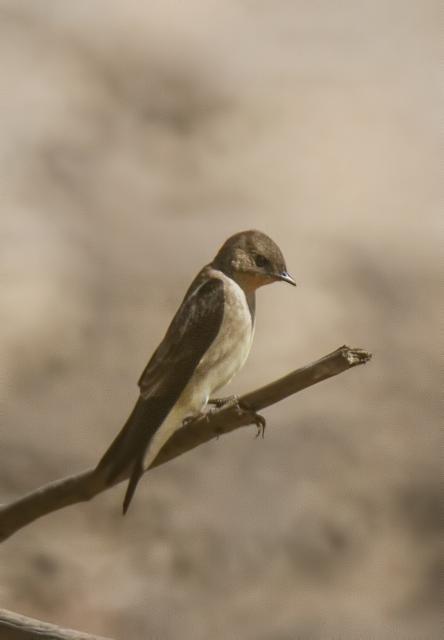 Southern-Rough-Winged-Swallow