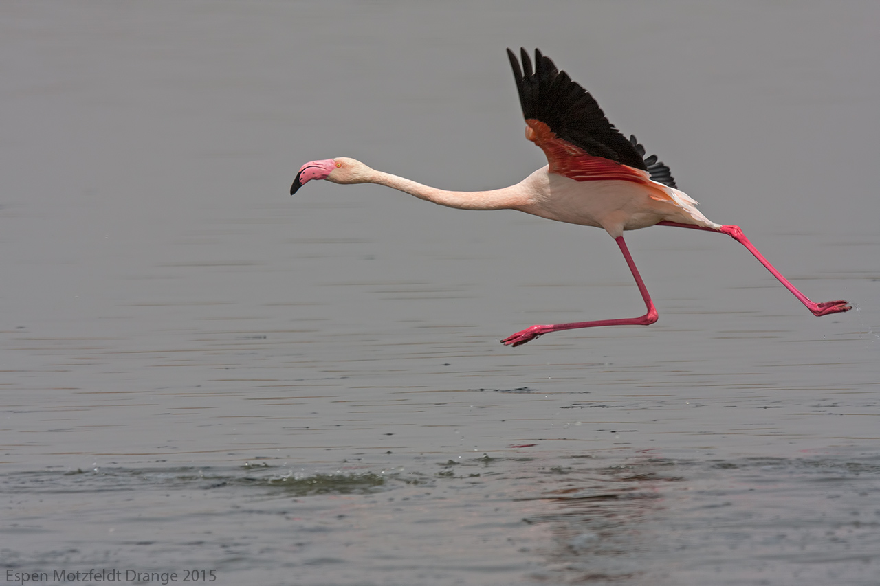 Greater_Flamingo