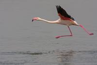 thumb_Greater_Flamingo