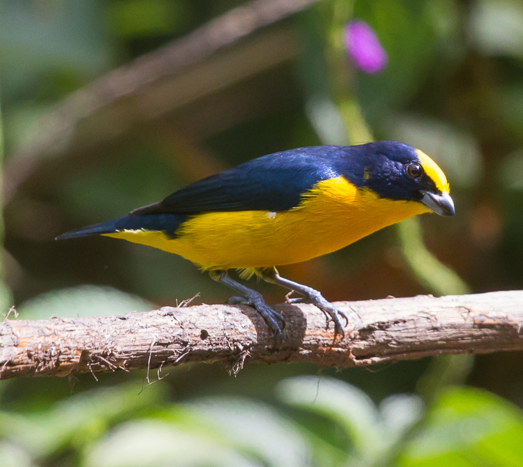 Bird Gallery - Passeriformes (perching birds) - Fringillidae (true ...