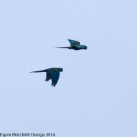 thumb_Blue-Headed-Macaw