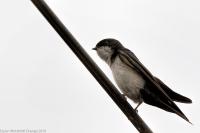 thumb_Blue-And-White-Swallow_foto