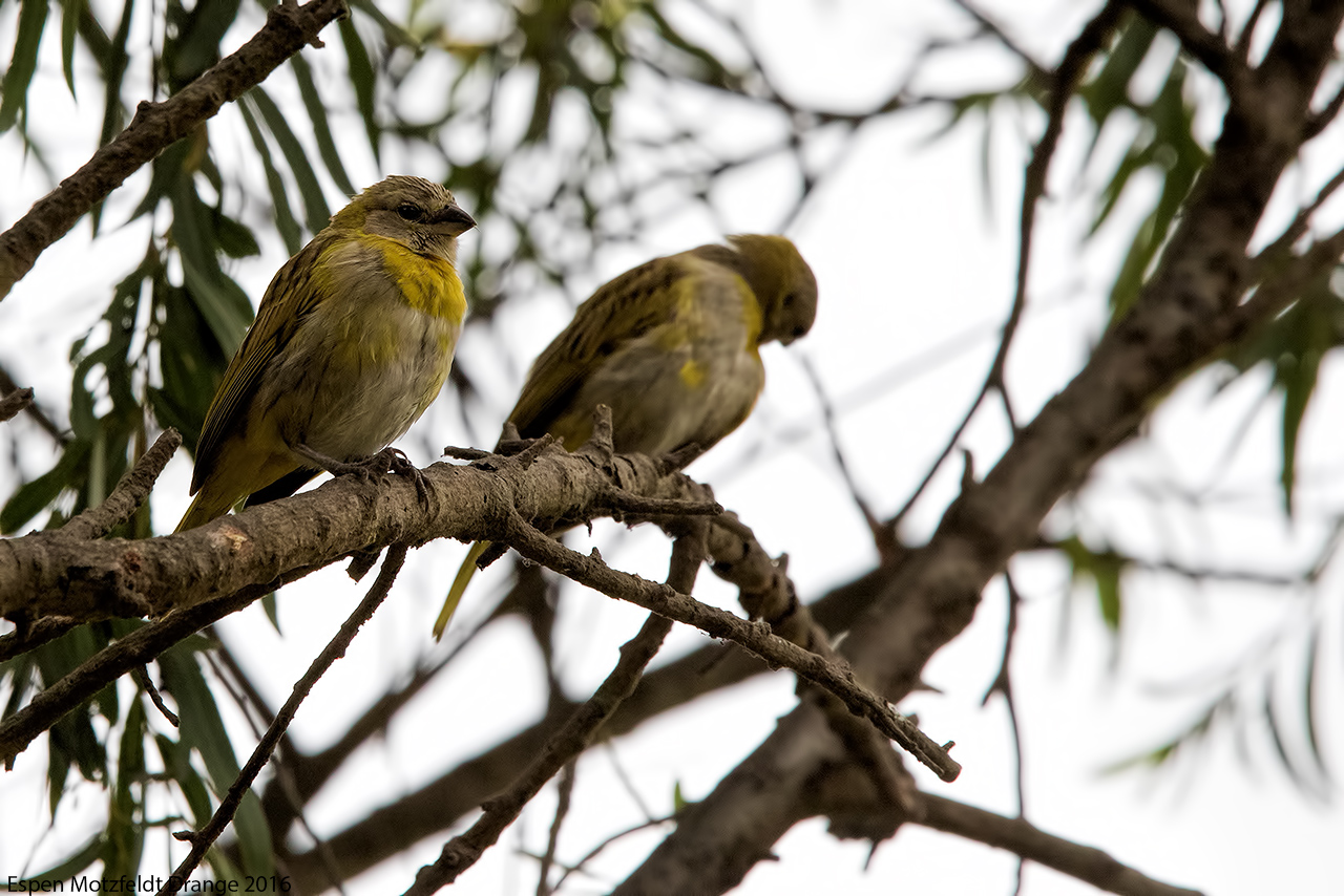 Grassland-Yellow-Finch