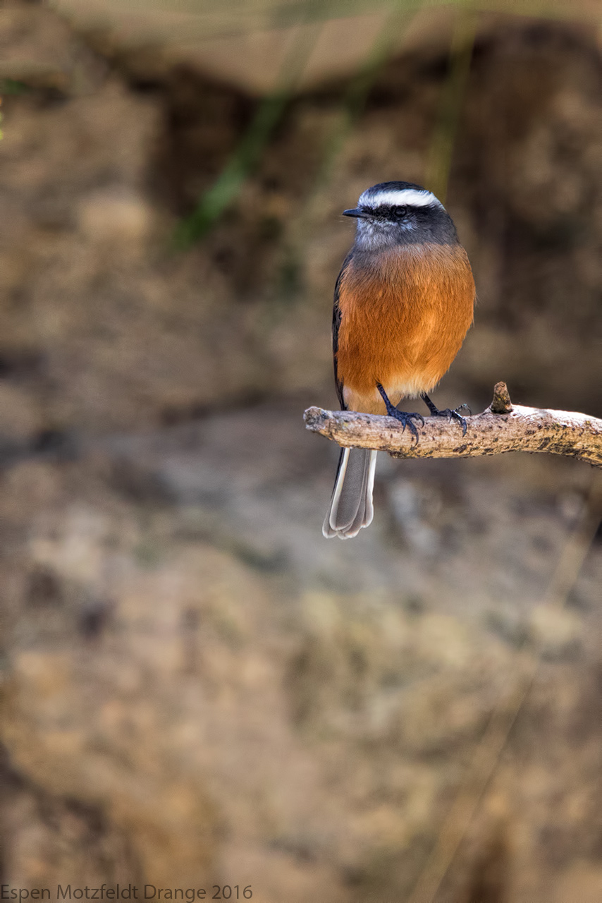 Rufous-Breasted-Chat-Tyrant_foto