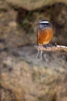 thumb_Rufous-Breasted-Chat-Tyrant_foto