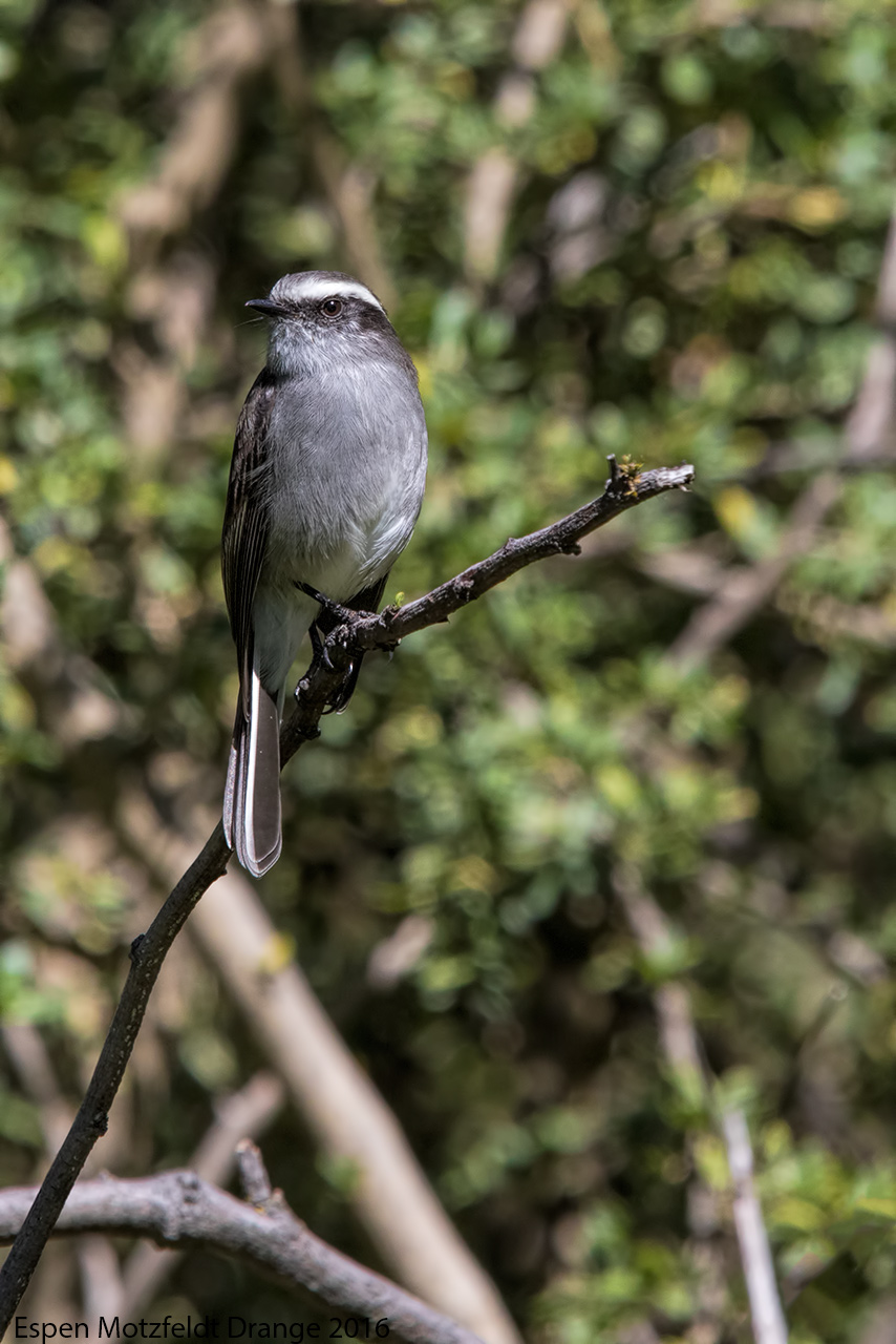 White-Browed-Chat-Tyrant_foto