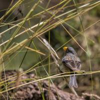 thumb_Band-Tailed-Sierra-Finch_male