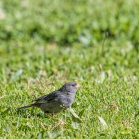 thumb_Band-tailed-seedeater