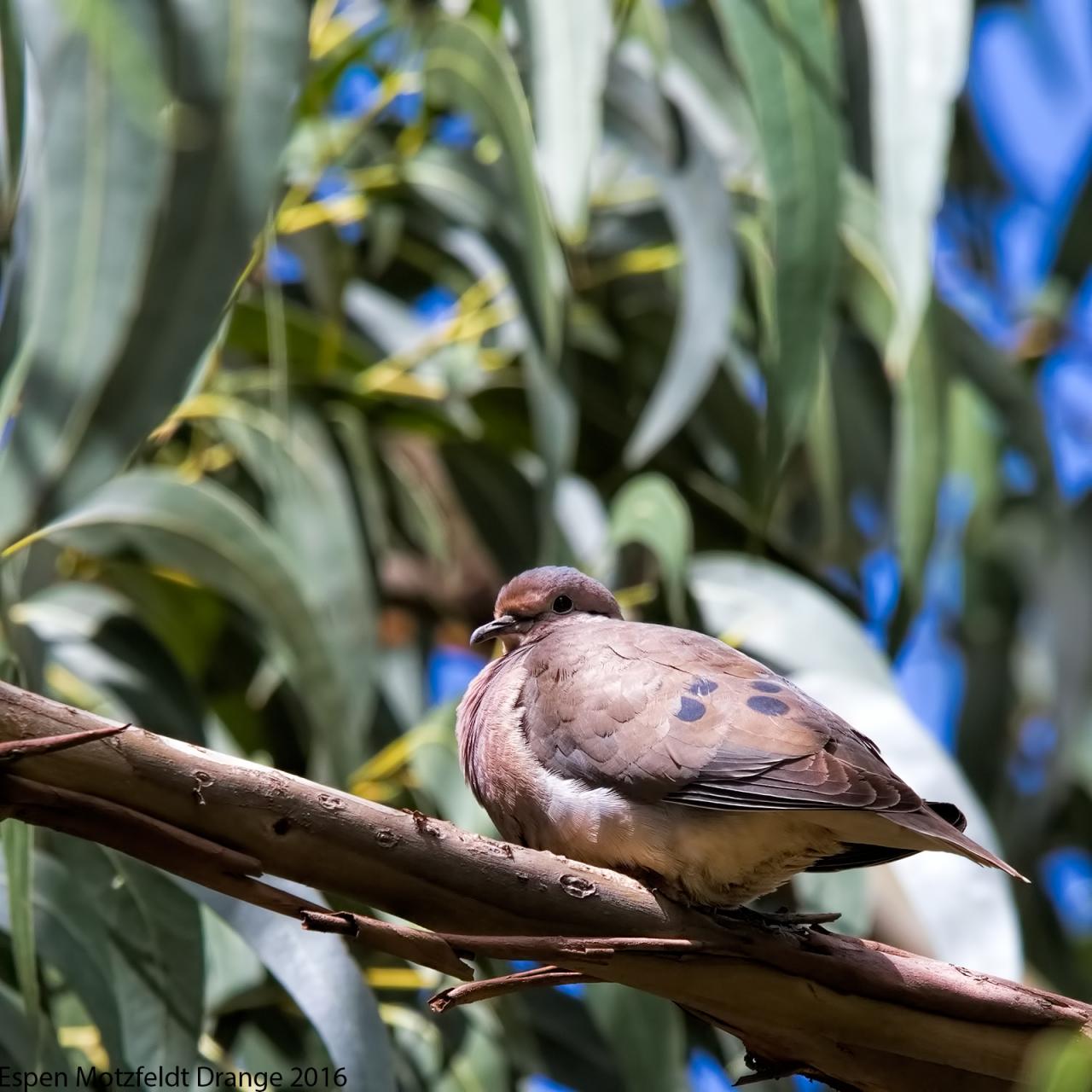 PLain-breasted-Ground-Dove
