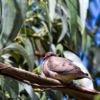 thumb_PLain-breasted-Ground-Dove