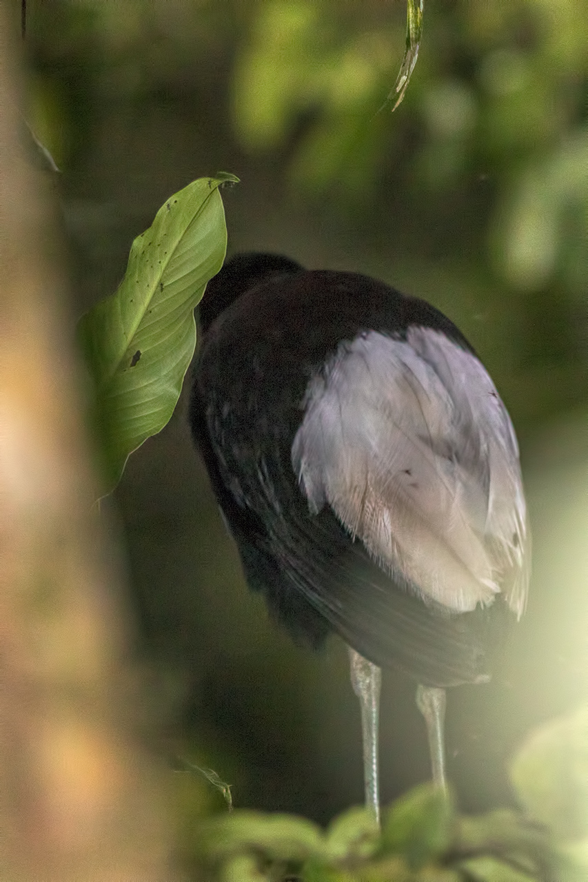 Pale-winged-Trumpeter