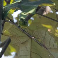 thumb_Yellow-bellied-Tanager