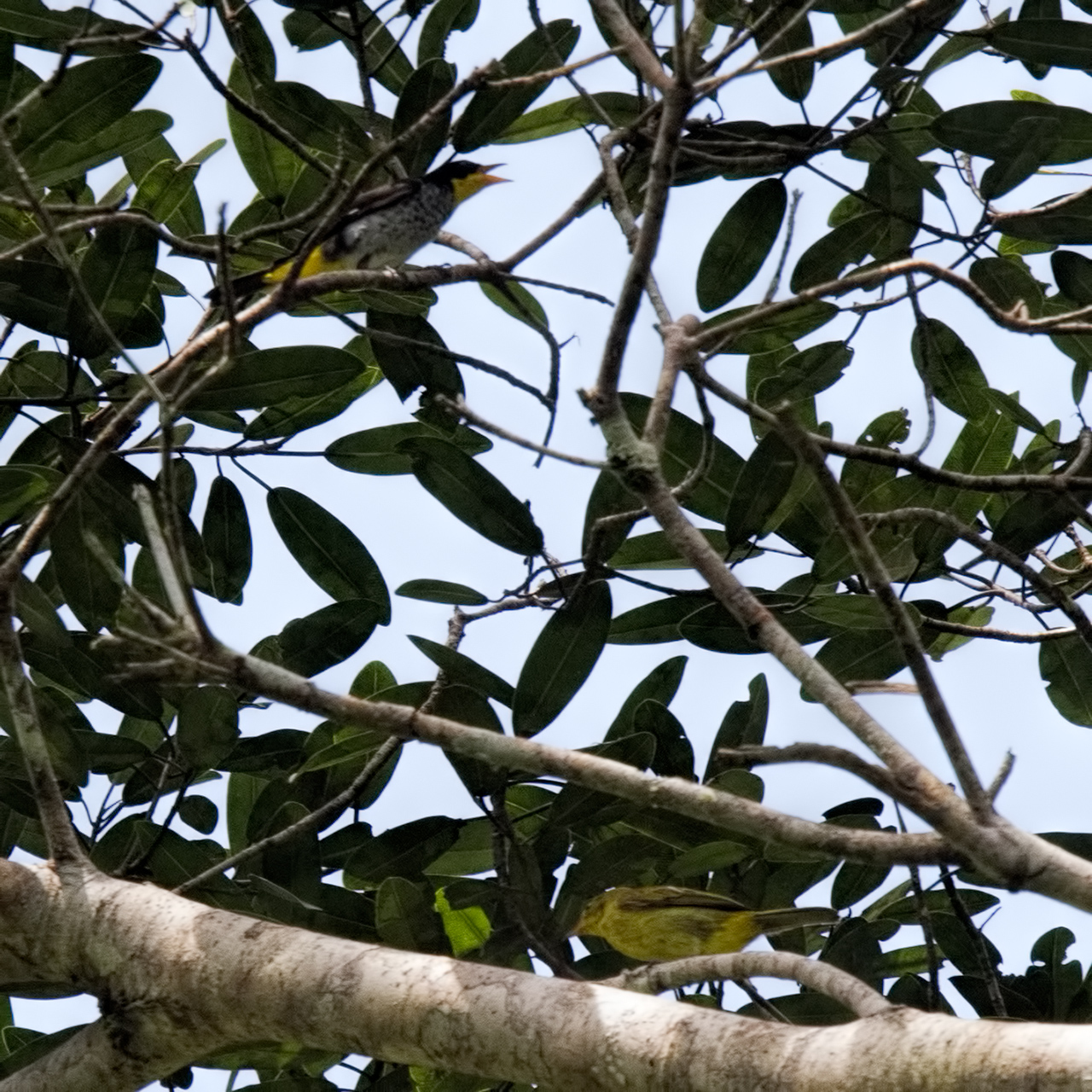Yellow-backed-Tanager